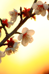 夕梅 2