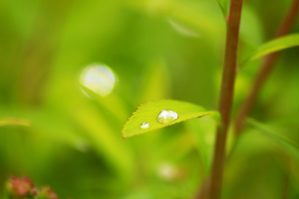 morning dew（朝露）