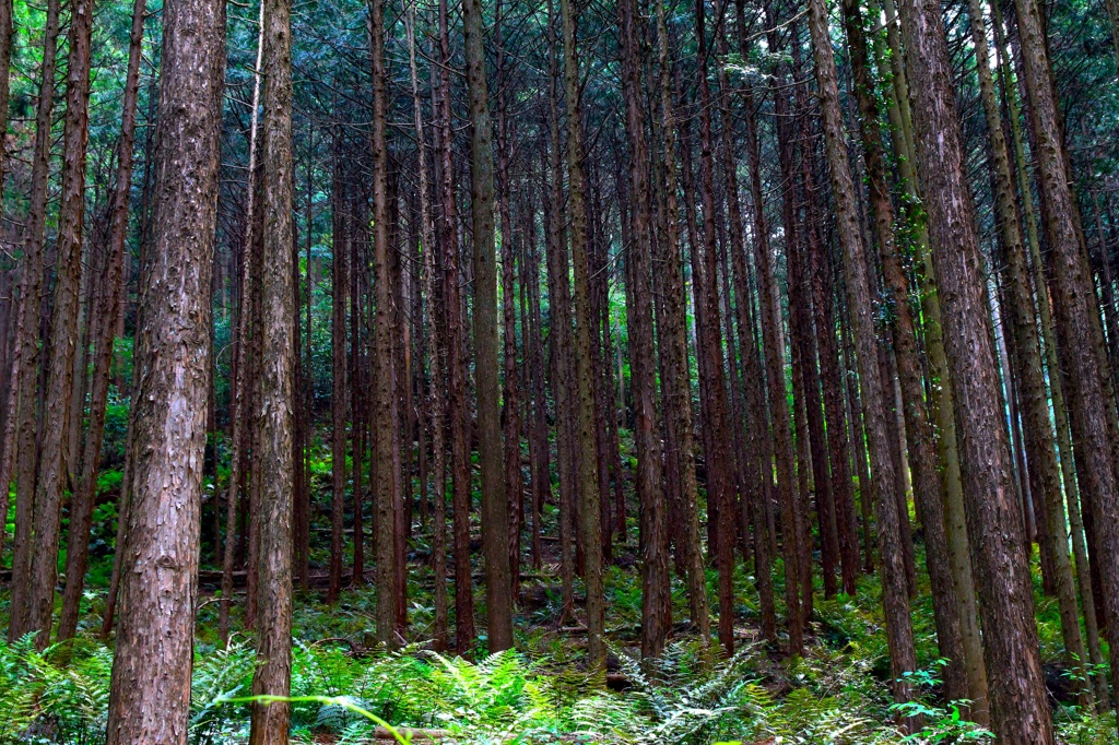 Japanese cedar