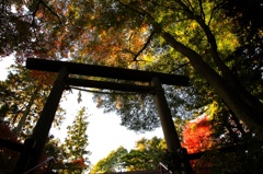 神社の秋