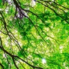 新緑の候…