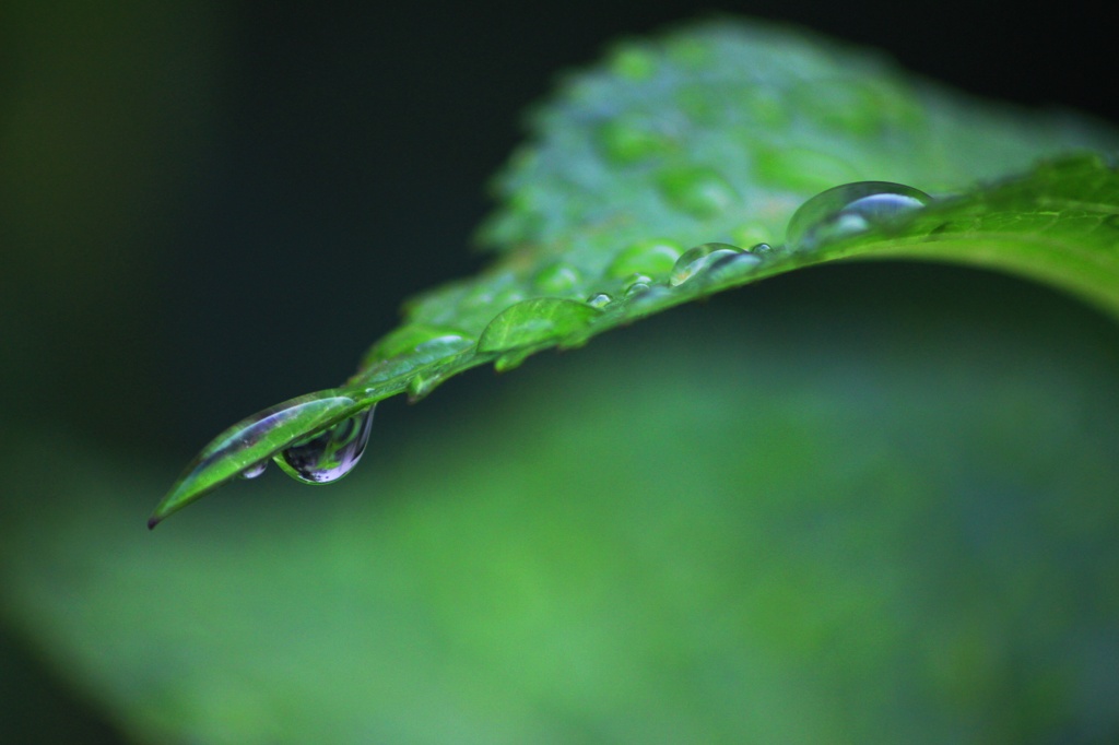 名残り雨