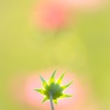 もうすぐ咲くよ