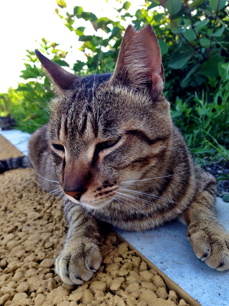 目がトロ〜ン