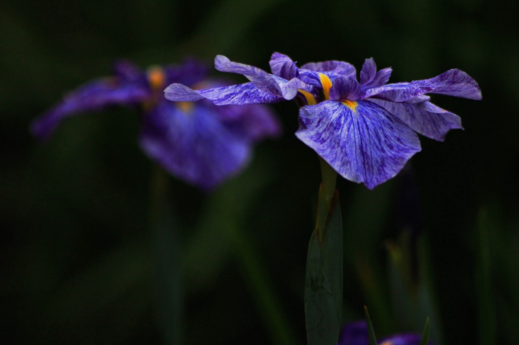 花菖蒲