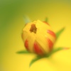Tsubomi
