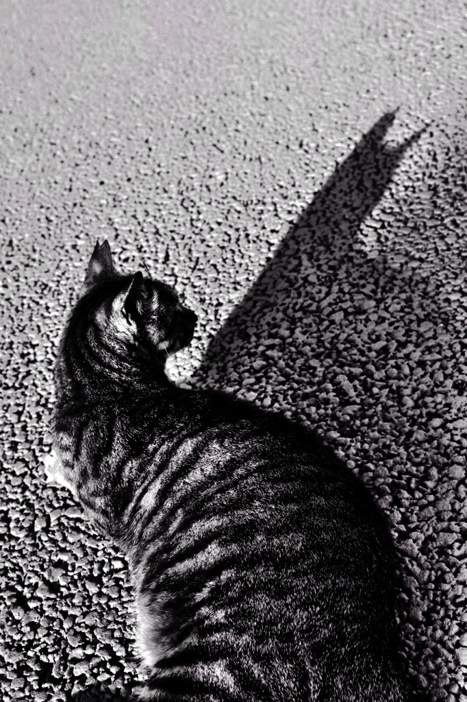 cat ＆ shadow（Ⅱ）