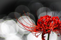 Red spider lily