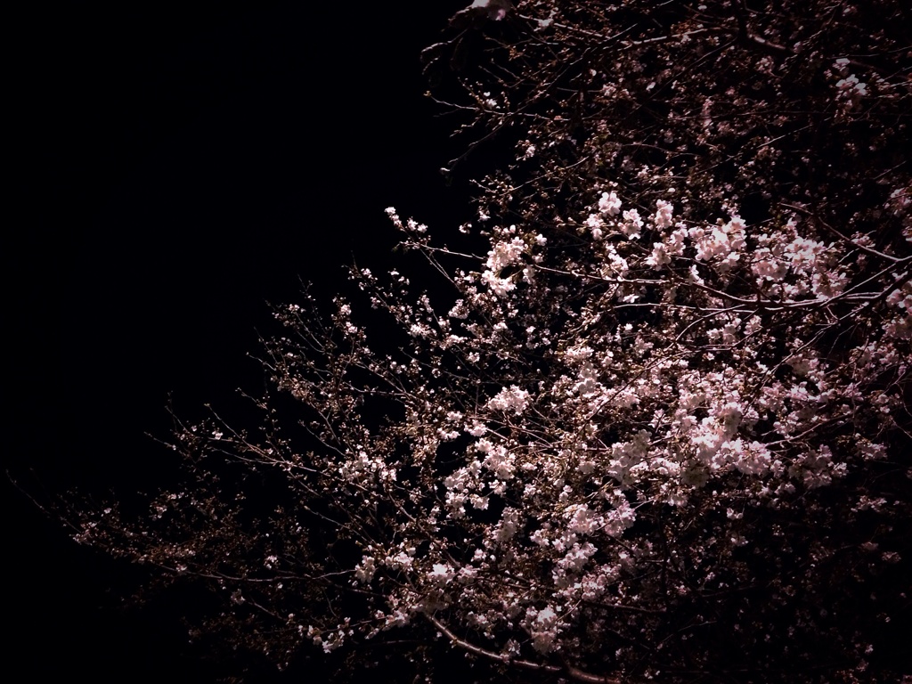夜桜
