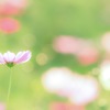秋の日に…