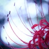 雨の巾着田 ２