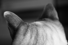 猫耳