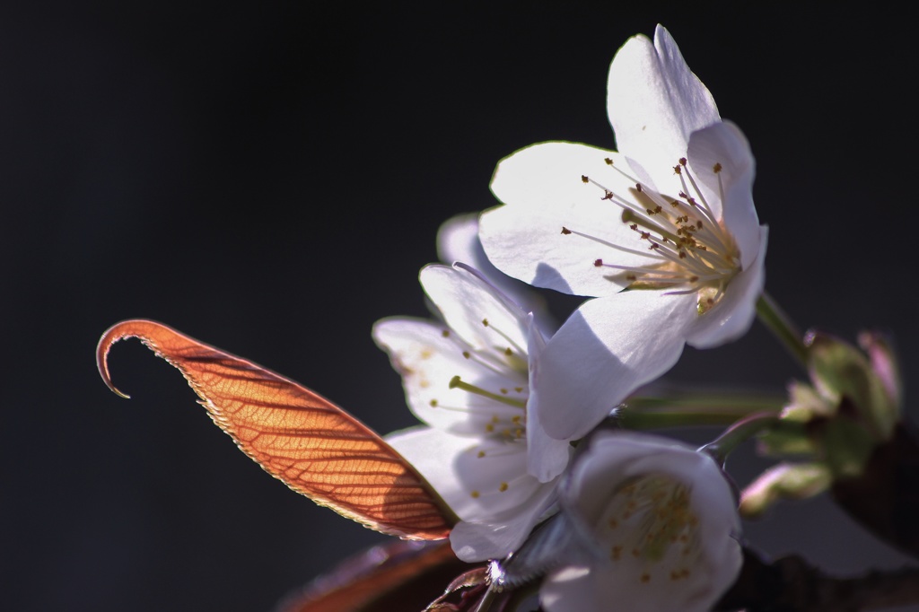 Wild cherry 