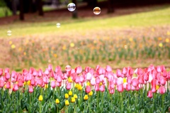 A bubble and a tulip