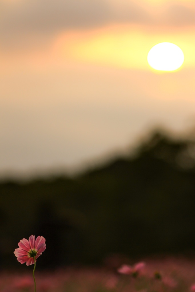 夕秋桜