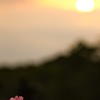 夕秋桜