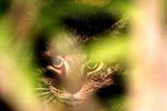 猛獣