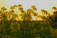 菜の花畑の朝