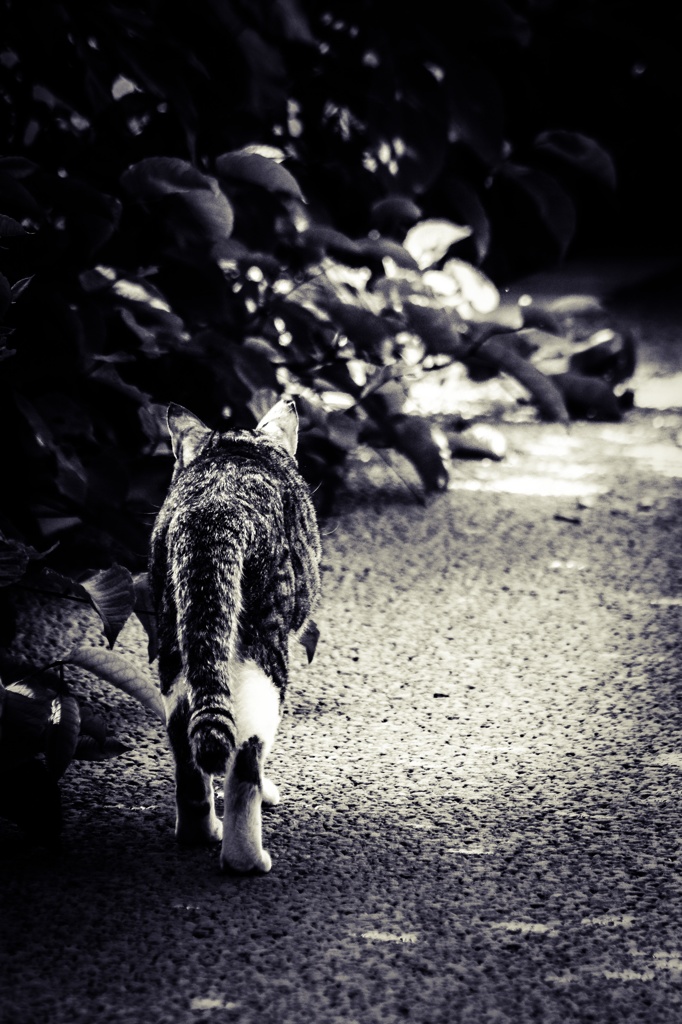 猫道