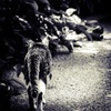 猫道