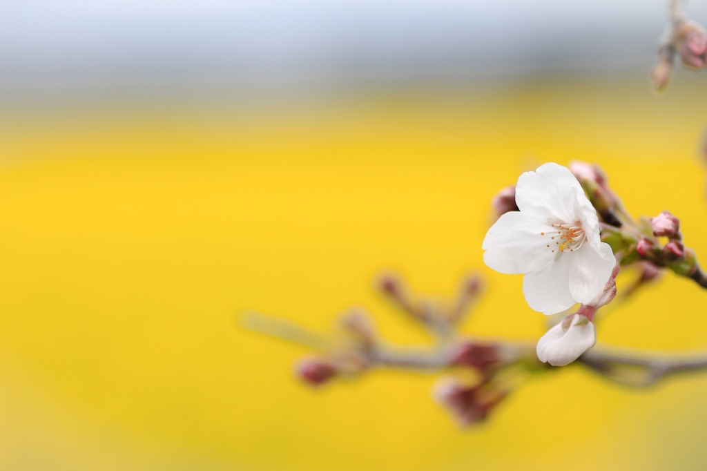 桜咲く