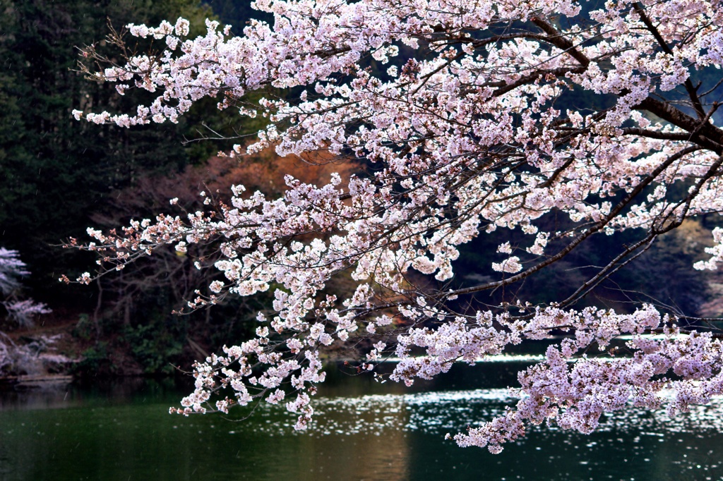 湖畔を彩る