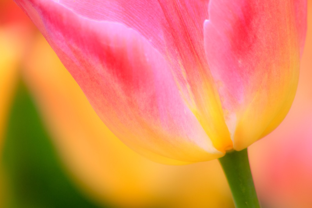 Spring detail