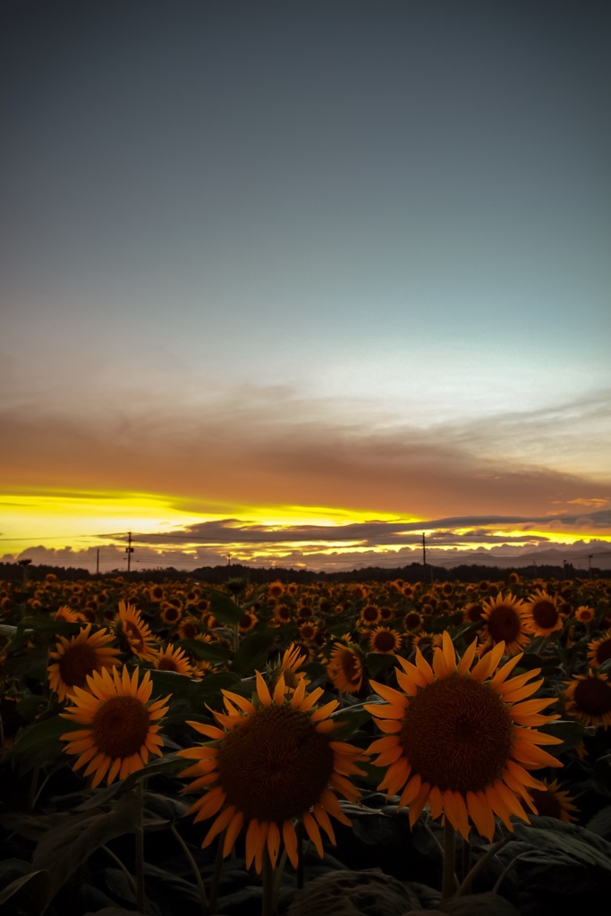 Sunset flower