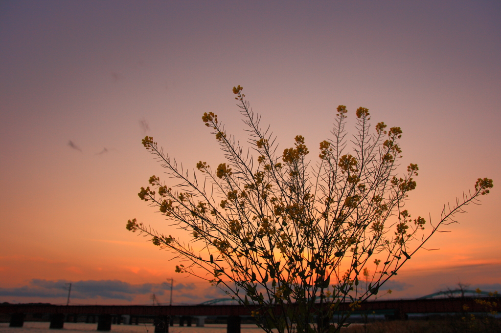 夕暮菜花