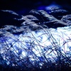bleak wind