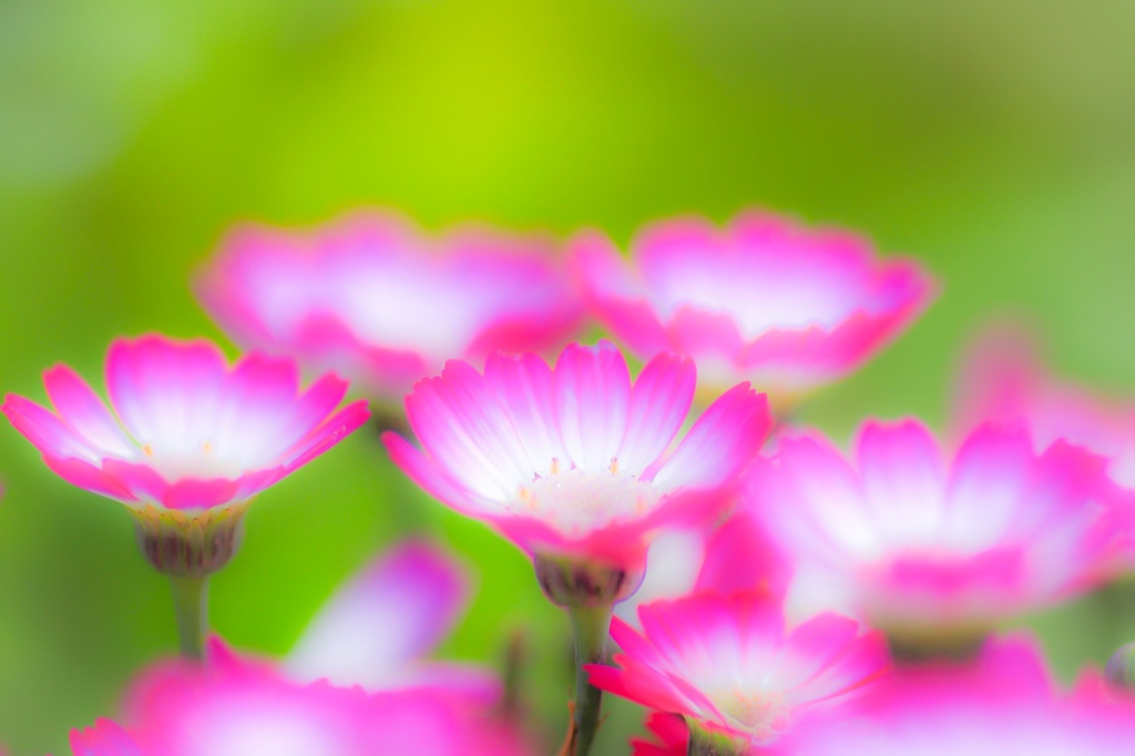 garden flower