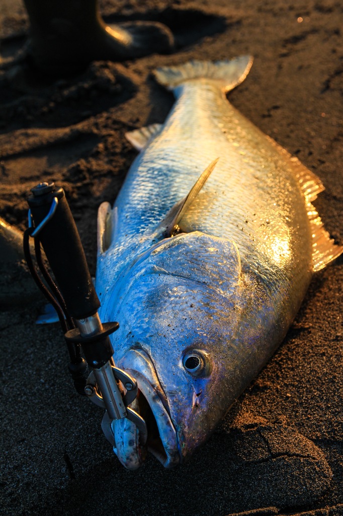 Monster hunt in MiyazakI surf　Ⅲ