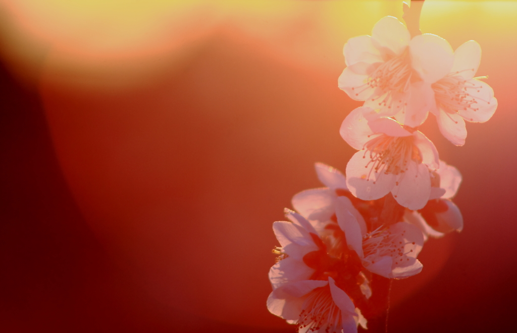 夕梅