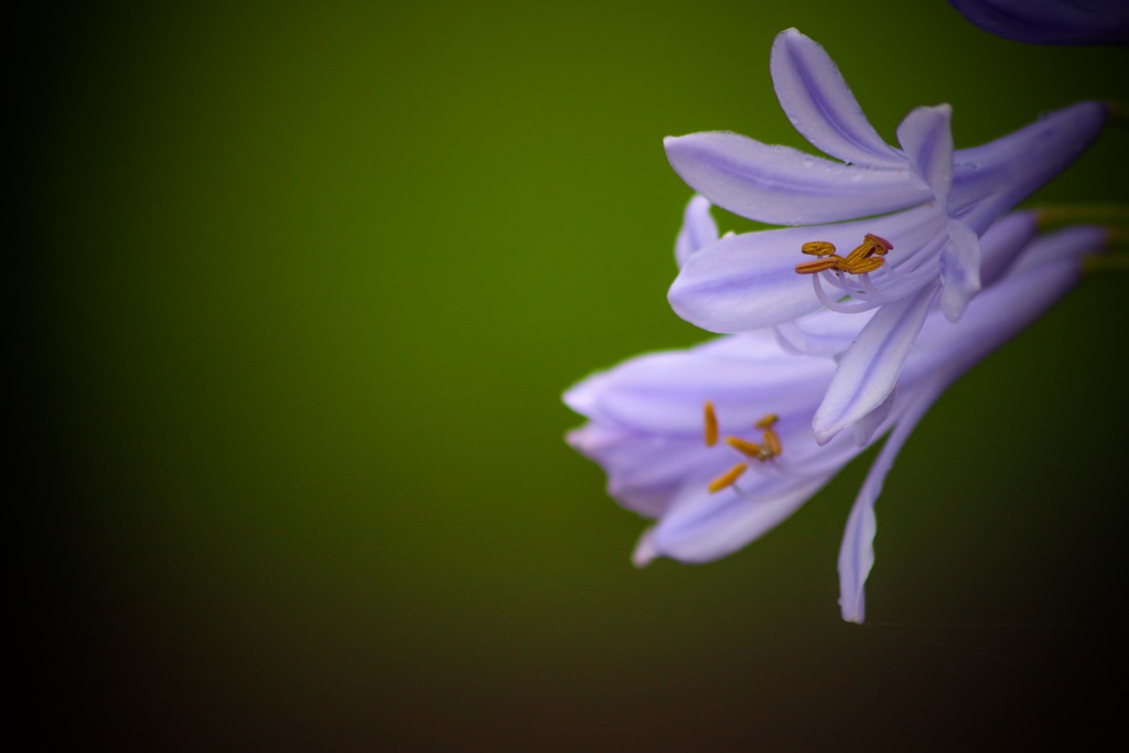 愛の花