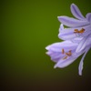 愛の花