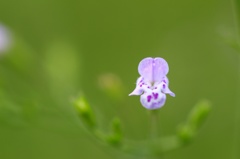 unknown  flower