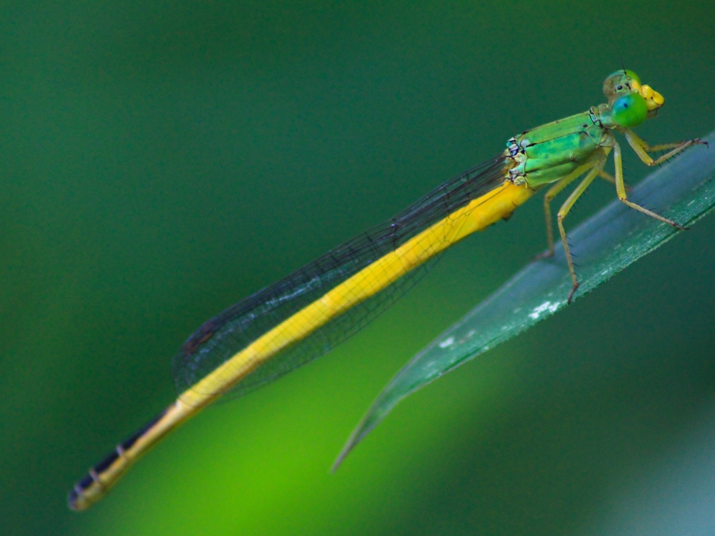 Yellow dragonfly