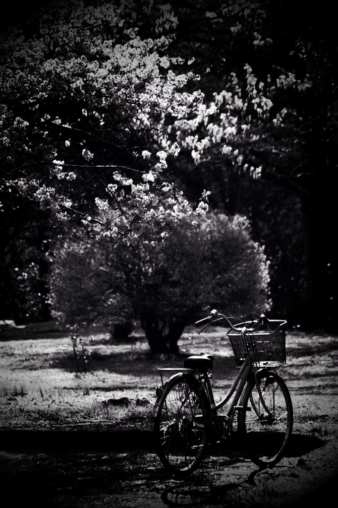 お花見は自転車に乗って…