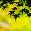 青葉の候