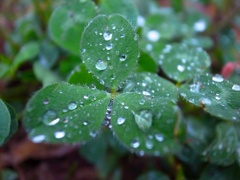 雨化粧