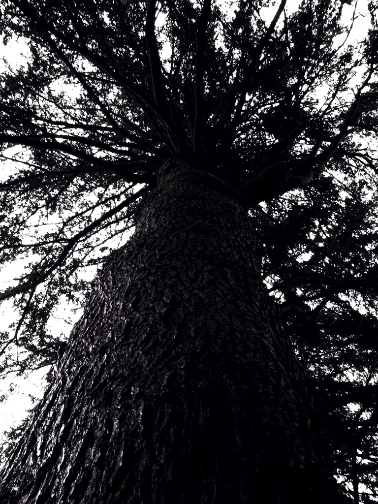 Big tree