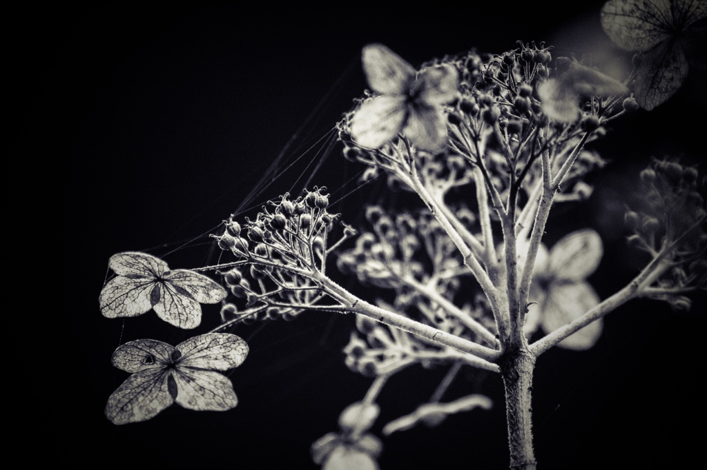 Dried flowers