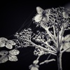 Dried flowers