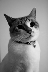 愛猫2