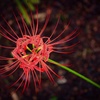 地上の花火