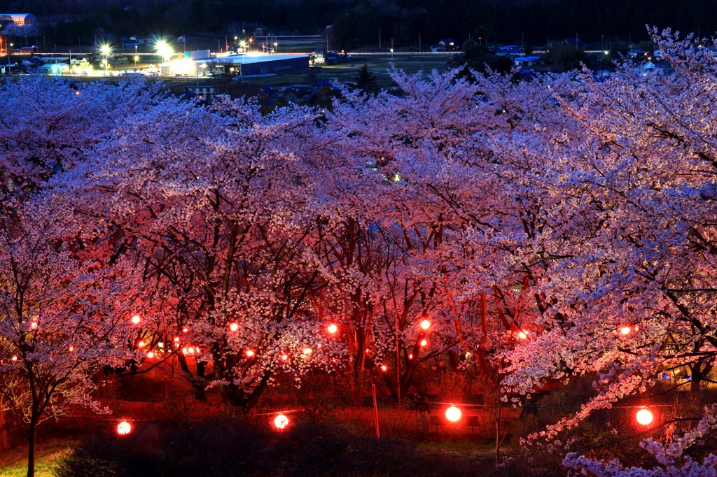 艶桜