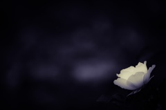 White Rose