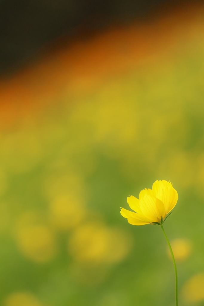 Yellow cosmos