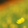 Yellow cosmos