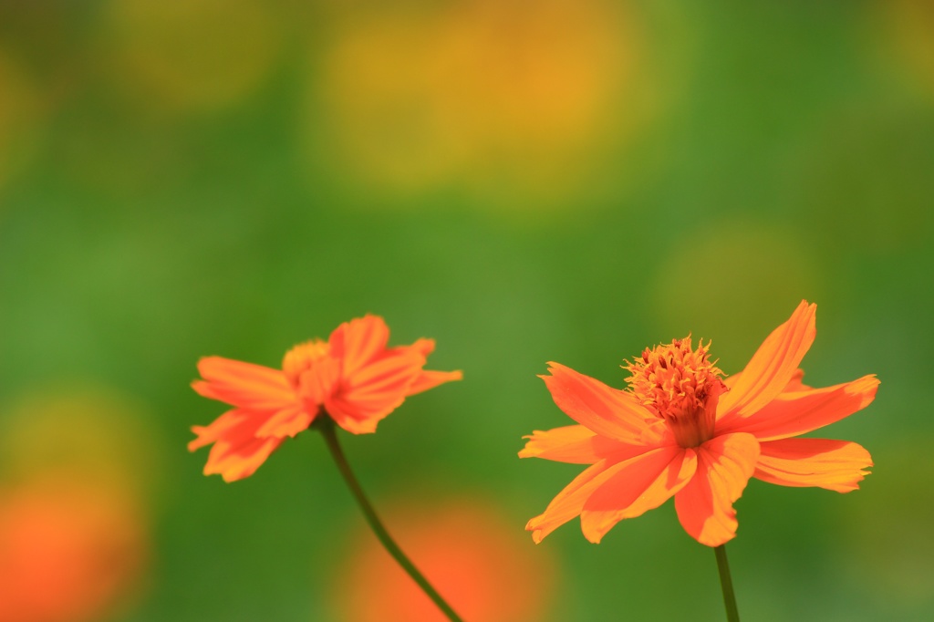 The nature beauty